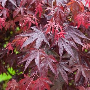 Acer palmatum 'Bloodgood', Japanese Maple Bloodgood, Tree with fall color, Fall color, Attractive bark Tree, purple leaves, Purple Acer, Purple Japanese Maple, Purple Maple, Acer palmatum atropurpureum 'Bloodgood'
